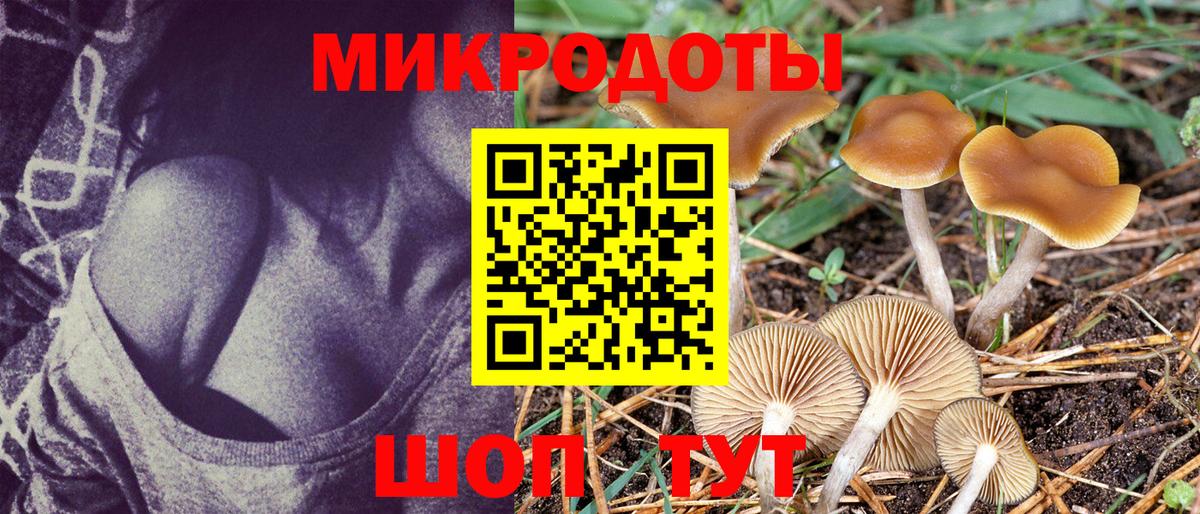 Северобайкальск  Псилоцибиновые грибы Psilocybe  Вход с VPN 